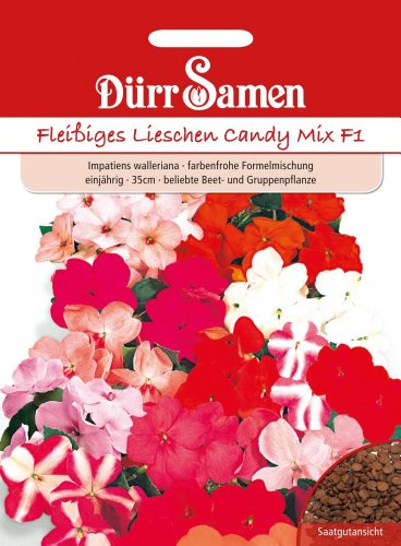 Dürr-Samen - Fleißige Lieschen Mischung F1 einjährig 35 cm Saatgut