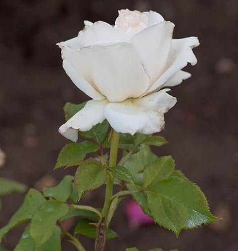 Edelrose Royal Philharmonic 30-60cm
