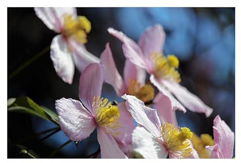 Stk - 10x Clematis villosa Kletterpflanze Garten Pflanzen - Samen B944 - Seeds & Plants Shop by Ipsa