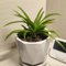 200 pcs Grünlilien Samen, Chlorophytum comosum samen zimmerpflanzen steingartenpflanzen winterhart Grünlilie Zimmerpflanze Samen topfpflanzen draußen winterhart rankpflanze Kletterpflanzen
