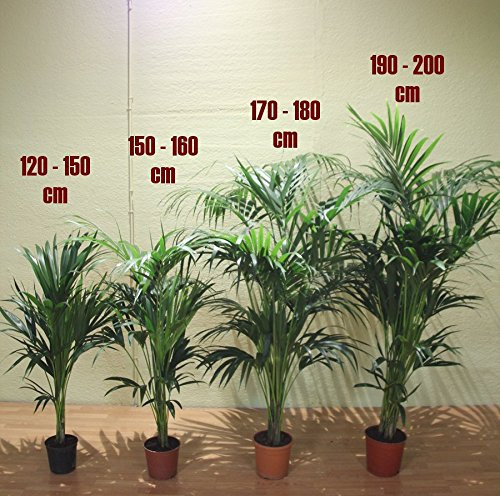 Kentia (120 - 150 cm) - Planta viva de interior