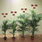 Kentia (120 - 150 cm) - Planta viva de interior