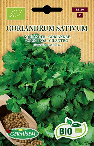 Germisem CORIANDRUM SATIVUM