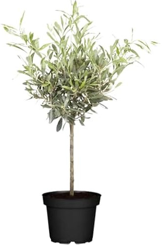 Árbol del Olivo Natural un Toque de Elegancia Mediterránea en tu Terraza