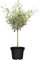 Árbol del Olivo Natural un Toque de Elegancia Mediterránea en tu Terraza
