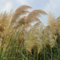 500 pcs pampasgras samen winterhart, bienenweide saatgut, pflanzen garten (Cortaderia selloana) pflanzen samen indoor, pflanzen winterhart samen geschenk, blumengarten gartengeschenke,