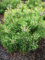 Bergkiefer, Pinus mugo var. mughus Krummholzkiefer 40-50 cm breit im 10 Liter Pflanzcontainer