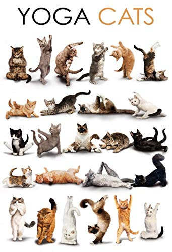 Schatzmix Yoga Cats witziges Motiv Metallschild Wanddeko 20x30 cm tin Sign Blechschild, Blech, Mehrfarbig