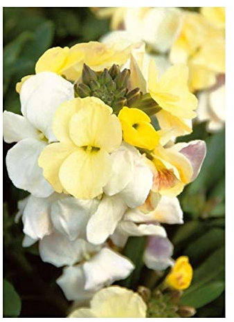 PREMIER SEEDS DIRECT WallFlower English (Erysimum Cheri) - Ivory White - 2.5 GRAM ~ 1500 Seeds