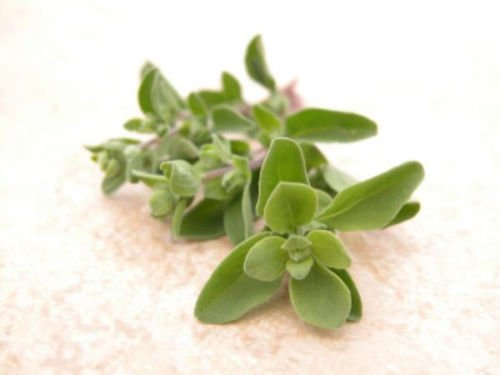 80 mg Orgánica de mejorana Semillas ~ resistente perenne hierba ~ 200 ~ Contador de cocina sabrosa