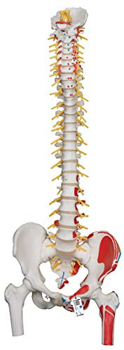 3B Scientific® Flexibles Wirbelsäulenmodell Deluxe – Menschliche Wirbelsäule mit Becken, Freigelegtem Hirnstamm, Oberschenkelstümpfen + Smart Anatomy App (5 Jahre Garantie)