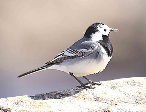 British Birds - Pied Wagtail - Quality Mouse Mat