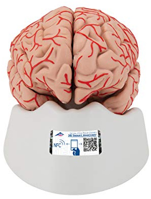 3B Scientific Menschliche Anatomie - Gehirn-Modell mit Arterien + kostenlose Anatomie App - 3B Smart Anatomy