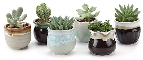 T4U Mini Ceramic Succulent Pots, Small Gift Planters, Retro Decor Set of 6