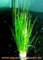 Mühlan Wasserpflanzen 3 Bunde Nadelsimse, Eleocharis Acricularis, Rasen