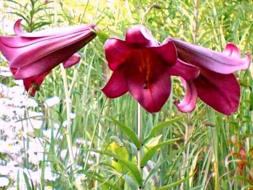 Lilium - Trompeten-Lilie Pink Perfection
