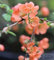 Zierquitte Orange Trail 40-60cm - Chaenomeles Strauch