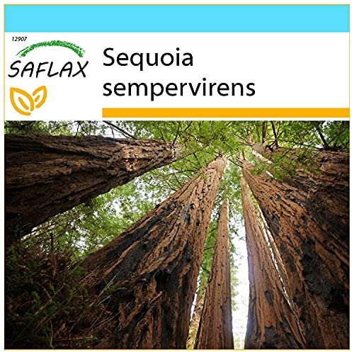 SAFLAX - Confezione regalo - Sequoia sempreverde - 50 semi - Sequoia sempervirens