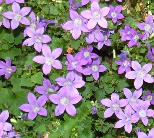 Campanula poscharskyana/Serbian Bell Flower/Seeds