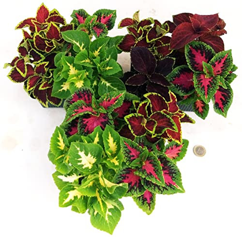 POWERS TO FLOWERS - COLEUS MIX IN VASCHETTA, 12 PIANTE, piante vere