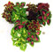 POWERS TO FLOWERS - COLEUS MIX IN VASCHETTA, 12 PIANTE, piante vere