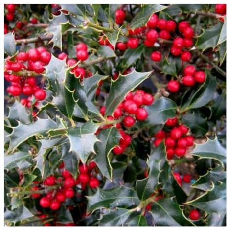 Ilex aquifolium Alaska - Holly - Plant on 9cm Pot