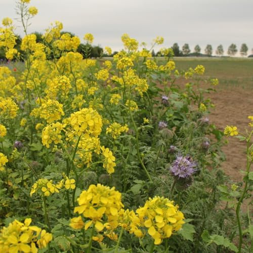 semillas de mostaza - Brassica juncea resistentes balcón hortícolas de interior balcón 700pcs
