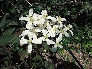 Vaniglia profumata Clematis 15 Semi -Clematis recta