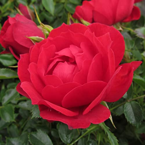 Kevin - 5.5lt Potted Floribunda Garden Rose Bush - Bright Coral Red, Repeat Flowering Blooms