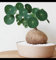 Gebirgsschildkrötenzwiebeln Peperomioides Pflanzen Winterhart Stephania-Pflanze