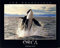 Impact Posters Gallery Violation Orque Ocean-Animal Nature Poster Art Print (40 x 50)