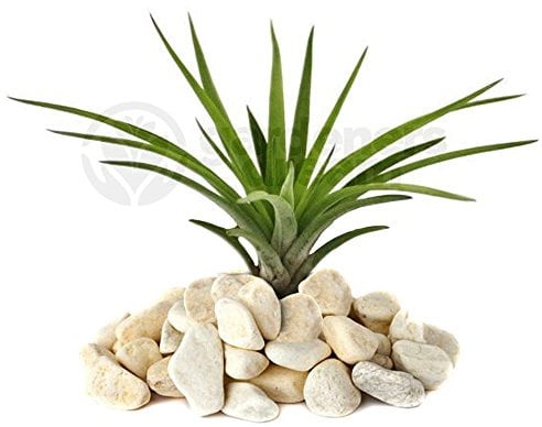 Tillandsia Abdita - 1 Plant - Indoor Air Plant for House Vivarium Terrarium