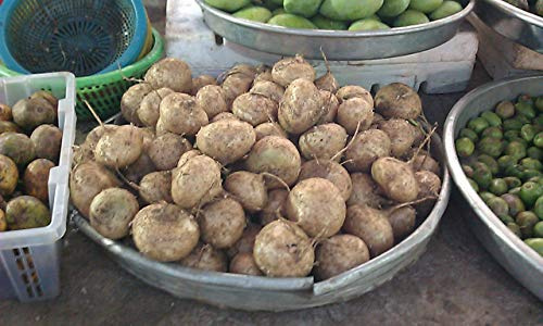 seedsown - Semillas Paeonia delavayi