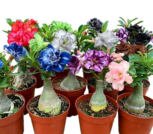 4Rhizom Wüstenrosenzwiebeln, gartenblumen Mehrfarbig dürreresistente