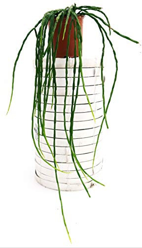 POWERS TO FLOWERS - RHIPSALIS PARADOXA CHAIN, vaso 12cm, strascico 60cm, pianta vera