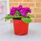 Shopmeeko Samen: 200pcs Mischfarbe Mini Violet Plantas, Usambaraveilchen Bonsai, Mini-Garten-Anlagen violette Blumen Staude Matthiola Incana: Burgundy