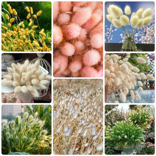 400 Pcs Hasenschwanzgras Bunt Samen - Lagurus Ovatus - Immergrüne Winterharte Sträucher, Hängepflanze Wilde Kräuter Bunny Tails, Ziergräser Samen, Zimmerpflanzen Groß, Grünpflanzen