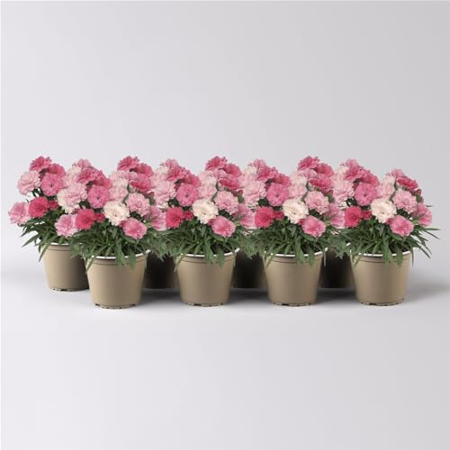 Stauden-Nelke 'I Love U', pink-rosa-weiß, Topf-Ø 9 cm, 8er-Set