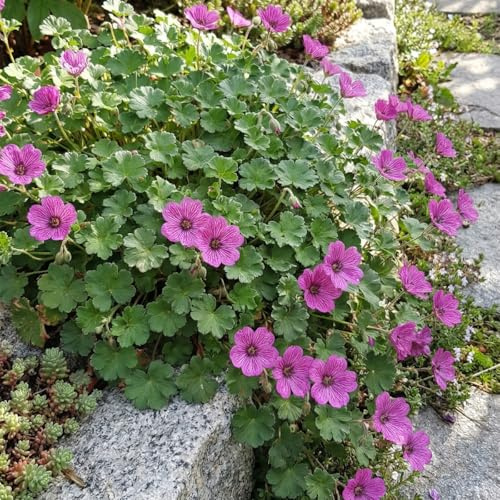 Bloomique - 6er-Set - Erodium variabile „Bishop's Form“ (Reiherschnabel) - Gartenpflanzen - Reichblühend - Winterhart - Kompakter Wuchs - Höhe 10-20 cm - Topf: 9 cm