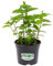 Menta marocchina “Mentha spicata” mojito, Pianta in Vaso ø 14 cm, Pianta Aromatica, Vivaio di Castelletto