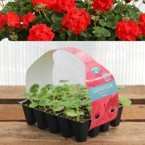 Plug Plants Geranium Bright Red - 20 Plants Per Tray - Ready to Grow On Bedding Plugs - Summer Flowering Ideal for Containers, Patio Pots and Beds or Borders - 1 Pack
