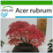 SAFLAX - Acero rosso - 20 semi - Con substrato - Acer rubrum