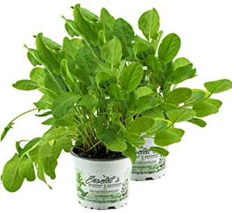 2x Sauerampfer, Marktfrische Pflanze aus Nachhaltigem Anbau