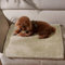 Pawsee Wasserdicht Hundedecke Katzendecken Waschbar, wasserdichte Decke für Unterwegs Hundesofa Schutzdecke Sofa Überwurf, Flauschig Hundedecke für Miniaturhunde Kleine Hunde Katzen,XS 75 x 60cm