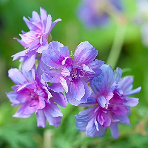 Geranium Hardy Double Plenum Caeruleum Garden Plant Hardy Perennial Flowering Garden Plants Easy to Grow Your Own 3X Bare Root by Thompson and Morgan