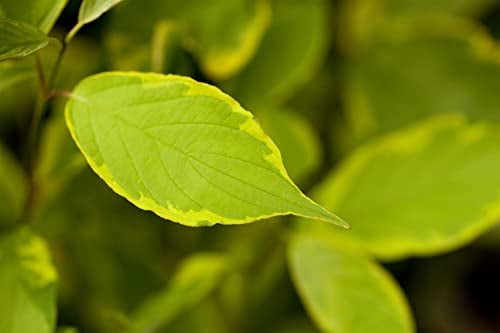 Cornus alba 'Spaethii' 40-60 cm – Winterhart, Mehrjährig, Pflegeleicht – Weißer Hartriegel – Heckenpflanze für Garten & Sichtschutz