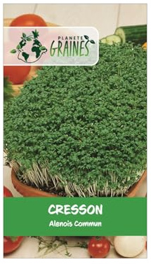 50 graines de cresson commun alienois - facile a cultiver - salade - idéal débutant -