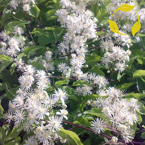 Portal Cool Travellerâ ??S Joy/Old Man's Beard Clematis Vitalba - 20+ Semi