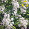 Portal Cool Travellerâ ??S Joy/Old Man's Beard Clematis Vitalba - 20+ Semi