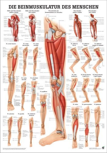 Ruediger Anatomie PO56d Beinmuskulatur des Menschen Tafel, 50 cm x 70 cm, Papier